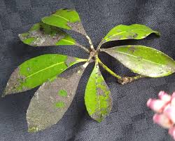 Image result for sooty mould