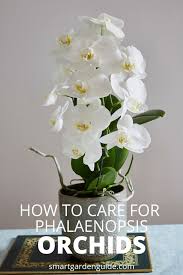 Phalaenopsis Orchid Care For Beginners Learn The Easy Way To Care For Orchids Everything You Need To K Phalaenopsis Orchid Care Orchid Plant Care Orchid Care