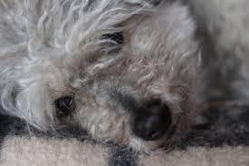 Finde jetzt schnell die besten angebote für dackel mix welpe auf focus online kleinanzeigen. Unser Dackel Pudel Terrier Und Seehund Mix Steemit