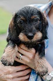8 Week Old Miniature Wirehaired Dachshund Puppy Photo By Www Colinmurdochstudio Com Dackel Hunde Dachshunde