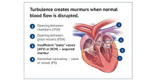What can i do for a dog with a heart murmur? Know The Signs Tips For Recognizing And Managing Heart Disease In Dogs
