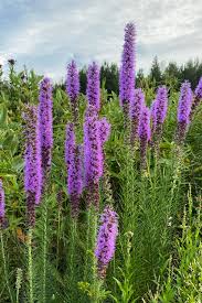 Image result for Pycnostachys parvifolia