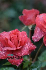 أجمل صور زهور طبيعية خلفيات ورود جميلة جدا جودة عالية Hd 8 Flowers Beautiful Flowers Rose