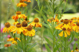 Image result for Helenium autumnale