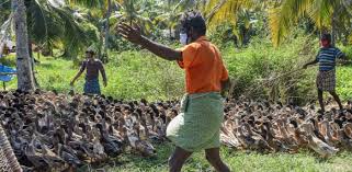 Bird flu is similar to swine flu, dog flu, horse flu and human flu as an illness after delhi and maharashtra reported confirmed cases of bird flu in india, the centre has asked state governments to follow the national action plan for prevention, control and containment of avian influenza 2021. Bird Flu Over 7 Lakh Birds Culled In Maharashtra Deccan Herald