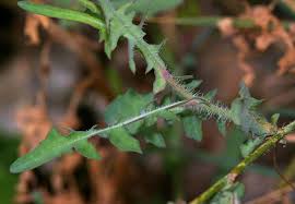 Image result for Lactuca lasiorhiza