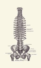 The thoracic duct enters the thoracic cavity through the aortic hiatus and ascends to the right of the midline in the posterior mediastinum between the aorta and azygos vein, posterior to the esophagus. German Rib And Pelvis Diagram Vintage Anatomy Poster 2 Drawing By Vintage Anatomy Prints