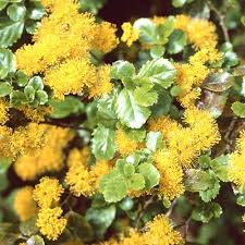 When choosing a vine, consider golden tiara clematis (clematis tangutica) blooms best in full sun, although it tolerates partial shade. Azara Serrata Seeds Saw Toothed Azara Plant World Seeds Flower Seeds Moonflower Vine Deep Yellow Flowers