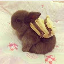 900 Bunny Love Ideas In 2021 Bunny Cute Bunny Cute Animals