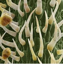 Although the term trichomes generally refers to outgrowths ranging from small hairs to larger outgrowths like thorns, it is typically used to refer to the tiny hairs that can be seen emerging from the surfaces of leaves and other epidermal surfaces of plants. 18 Trichomes Ideas Microscopic Photography Microscopic Images Things Under A Microscope