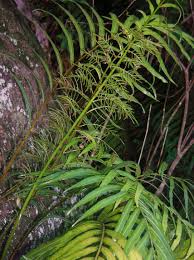 Image result for Stenochlaena