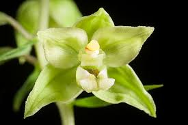 Image result for Epipactis africana