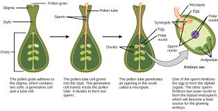 Check spelling or type a new query. Double Fertilization Biology For Majors Ii