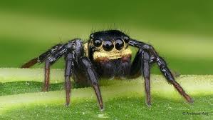 Cute Little Jumping Spider Salticidae Jumping Spider Tiny Spiders Spider