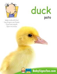 Bird In Sign Language Printable Poster With The Asl Sign For Duck Www Babysignstoo Com Babysigns Baby Signs Baby Sign Language Sign Poster