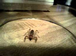 As we welcome home our brave soldiers home from the desert. Camel Spiders In Colorado Springs Beware Youtube