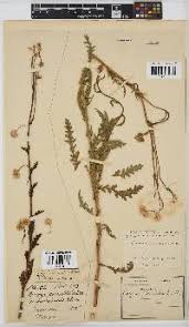 Image result for Nidorella pinnata