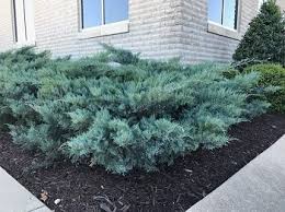 It tends to be a little leggy, with a typical clearance of 1 foot from the ground. Richey Nursey Company Llc