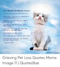 Coping with the grief of pet loss. Cat S Prayer For Grieving Humans And If I Go Whle You Are Stil Here Know That I Sttl Itve On Vtbrating To A Different Measure Behind A Thin Veil That You Cannot