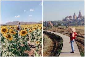Kembang sarengenge, kembhang mataare, bungga ledomata; Lihat Ladang Bunga Matahari Trend Trip Impian Ramai Ketika Bercuti Ke Thailand Ni Itinerari Best Libur