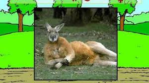 الصف الرابع الابتدائي نموذج مختصر لدرس التغذية في الحيوان Youtube Animals Kangaroo