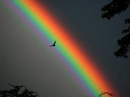 Image result for images rainbows in the bible