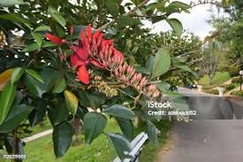 Image result for Erythrina fusca