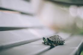 Turtles can make an excellent low maintenance pet for a busy family; 7 Low Maintenance Pets For Kids That Teach Responsibility The Frugal Mom Guide
