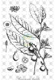 Image result for Achariaceae
