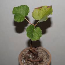 Image result for Ficus tettensis