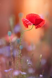 Pour les garder, il suffit de ne pas trop les arroser et elles refleurissent chaque année. Photo Fleurs Les Plus Belles Photos Du Monde Le Temps De Un Blog Pour Voir La Vie En Beau