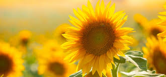 Image result for pictures of American Giant sunflower