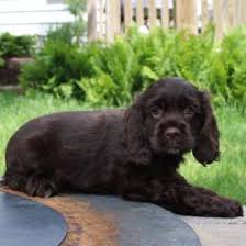 Look up the nearest spaniel dog, puppies for sale, spaniel puppies for sale Cocker Spaniel Puppies For Sale In Pa Lancaster Puppies