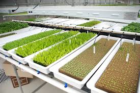 8 Ways A Hydroponic Greenhouse Can Save You Money Rimol Greenhouse Systems