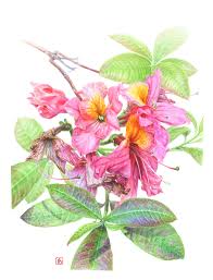 Azalee Rhododendron Mollis Berryrose Pascal Brault 2019 Watercolor Botanical Illustration En 2020 Illustration Rhododendron Fleurs A L Aquarelle