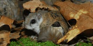 I am amazed how large the eyes are (they are totally nocturnal). Flying Squirrels Need You To Be A Hero For Wildlife The National Wildlife Federation Blog The National Wildlife Federation Blog