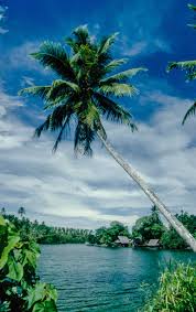 Image result for Cocos