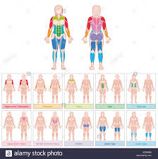 Muscle Groups Of A Female Body Chart With Largest Muscles