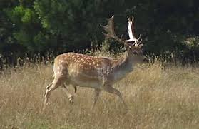 Rabbits, ground hogs (woodchucks), deer are the most common garden pests. Pest Animals In Nsw