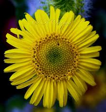 Image result for Pentanema indicum