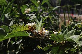 Image result for Solanum chrysotrichum