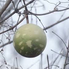 Image result for Lagenaria sphaerica