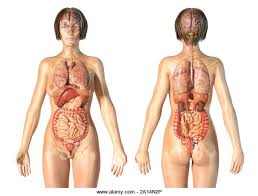 The bust, waist, and hips are called inflection points, and the ratios of their circumferences are used to. Female Anatomy Of Internal Organs With Skeleton Rear And Front Views Stock Photo Alamy