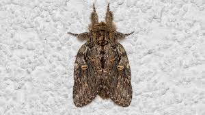 Image result for Peridea anceps