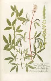 Image result for Chasteberry