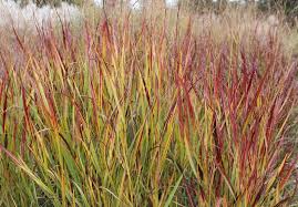 Image result for Panicum monticola