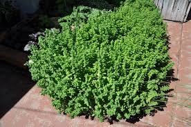 Image result for Origanum