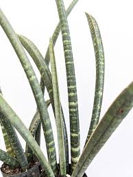 Image result for Ficus fischeri