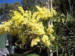 Yellow flowering trees and shrubs australia. Native Australian Plants Trees Ezyplant