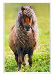 Печенье удачи скорая помощь для пони подводная эквестрия. Olaf Protze Shetland Pony Poster Online Bestellen Posterlounge De